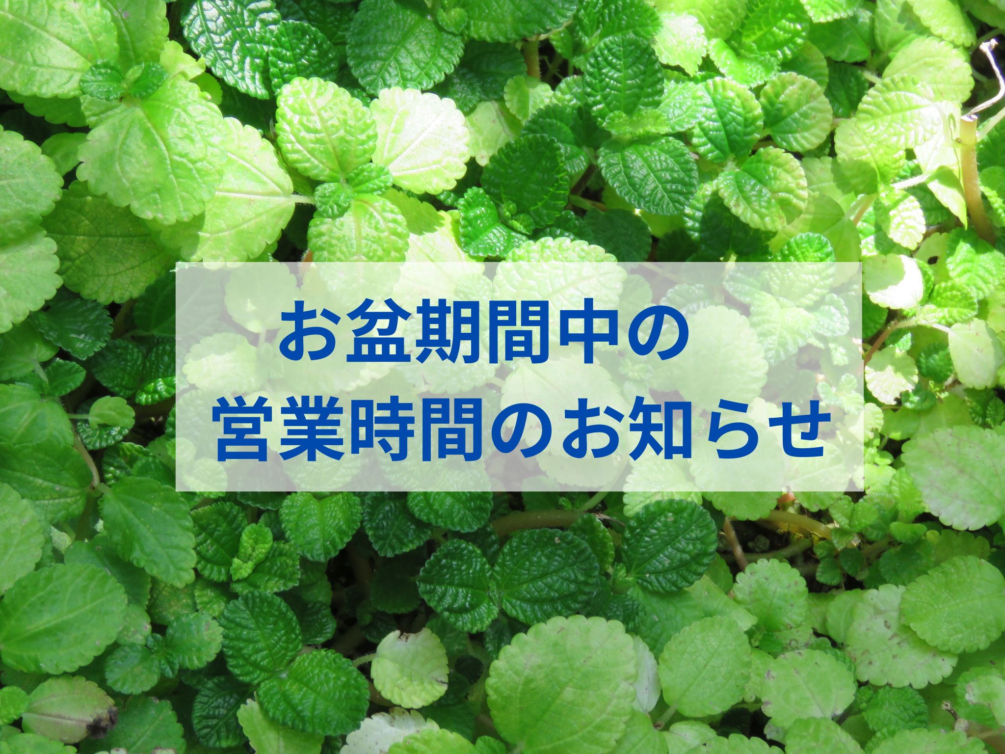 マリー調剤薬局　お盆期間中の営業時間について
